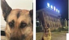 云南警犬爆料视频大全,忠诚守护，英勇瞬间大盘点